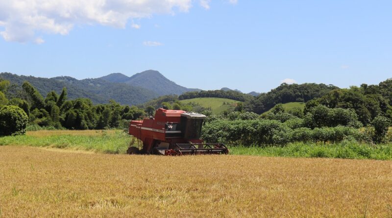 Produção arroz especial em Gaspar