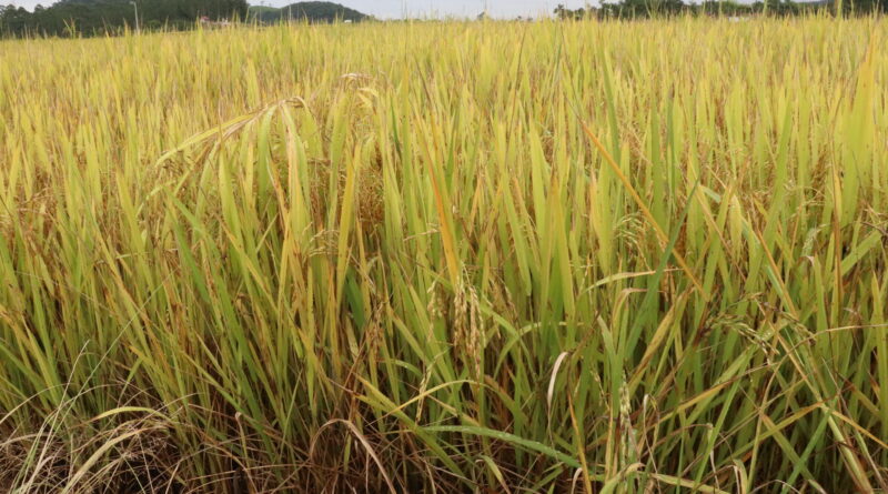 Plantação de arroz